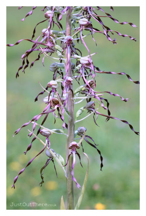 July 2021, Queendown Warren (Kent Wildlife trust)