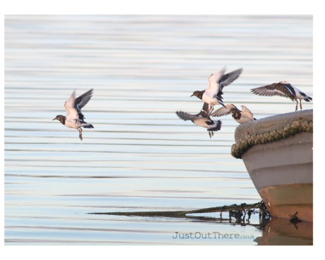 Jan 2021, Returning to Feed on Oare Salt Marshes 