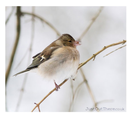 A very wintery spell Feb 2021, Gorham Woods