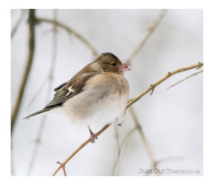 A very wintery spell Feb 2021, Gorham Woods