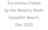 Turnstone Chilled  by the Wintery Wash Seasalter Beach, Dec 2020