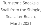 Turnstone Sneaks a Snail from the Shingle, Seasalter Beach, March 2021