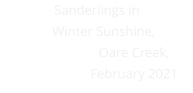 Sanderlings in      Winter Sunshine,                       Oare Creek,                       February 2021