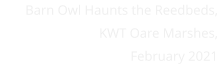 Barn Owl Haunts the Reedbeds, KWT Oare Marshes, February 2021