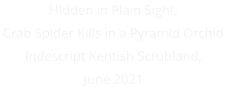 HIdden in Plain Sight, Crab Spider Kills in a Pyramid Orchid Indescript Kentish Scrubland, June 2021