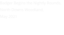 Badger Begins the Nightly Rounds, North Downs Woodland, May 2021