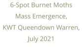 6-Spot Burnet Moths Mass Emergence, KWT Queendown Warren, July 2021