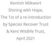 Kentish Milkwort Shining with Hope, The 1st of a re-introduction  by Species Recover Trust  & Kent Wildlife Trust, April 2021