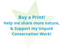 Buy a Print!  Help me share more nature, & Support my Unpaid Conservation Work!