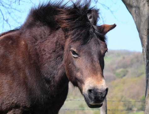 July 2021, Queendown Warren (Kent Wildlife trust)