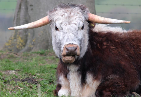 April 2021, The 1st of a re-introduction (Species Recovery Trust & Kent Wildlife Trust)
