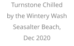 Turnstone Chilled  by the Wintery Wash Seasalter Beach, Dec 2020