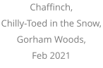 Chaffinch,  Chilly-Toed in the Snow, Gorham Woods, Feb 2021