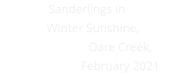 Sanderlings in      Winter Sunshine,                       Oare Creek,                       February 2021