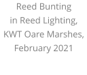 Reed Bunting  in Reed Lighting, KWT Oare Marshes, February 2021