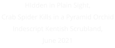 HIdden in Plain Sight, Crab Spider Kills in a Pyramid Orchid Indescript Kentish Scrubland, June 2021