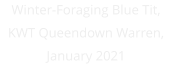 Winter-Foraging Blue Tit, KWT Queendown Warren, January 2021