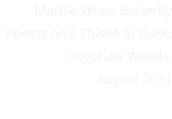 Marble White Butterfly Roosts on a Thistle at Dusk, Hogshaw Woods, August 2021