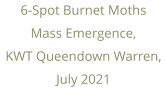 6-Spot Burnet Moths Mass Emergence, KWT Queendown Warren, July 2021