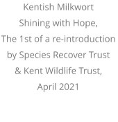 Kentish Milkwort Shining with Hope, The 1st of a re-introduction  by Species Recover Trust  & Kent Wildlife Trust, April 2021