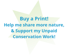Buy a Print!  Help me share more nature, & Support my Unpaid Conservation Work!