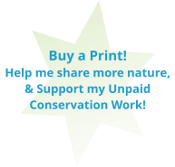 Buy a Print!  Help me share more nature, & Support my Unpaid Conservation Work!