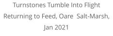 Turnstones Tumble Into Flight Returning to Feed, Oare  Salt-Marsh, Jan 2021