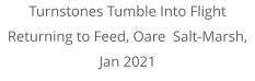 Turnstones Tumble Into Flight Returning to Feed, Oare  Salt-Marsh, Jan 2021