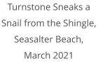 Turnstone Sneaks a Snail from the Shingle, Seasalter Beach, March 2021