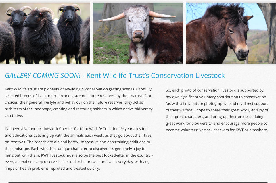 Kent Wildlife Trust are pioneers of rewilding & conservation grazing scenes. Carefully selected breeds of livestock roam and graze on nature reserves; by their natural food choices, their general lifestyle and behaviour on the nature reserves, they act as architects of the landscape, creating and restoring habitats in which native bidiversity can thrive.   I’ve been a Volunteer Livestock Checker for Kent Wildlife Trust for 1½ years. It’s fun and educational catching-up with the animals each week, as they go about their lives on reserves. The breeds are old and hardy, impressive and entertaining additions to the landscape. Each with their unique character to discover, it’s genuinely a joy to hang out with them. KWT livestock must also be the best looked-after in the country - every animal on every reserve is checked to be present and well every day, with any limps or health problems reproted and treated quickly.   So, each photo of conservation livestock is supported by my own significant voluntary contribution to conservation (as with all my nature photography), and my direct support of their welfare. I hope to share their great work, and joy of their great characters, and bring-up their proile as doing great work for biodiversity; and encourage more people to become volunteer ivestock checkers for KWT or elsewhere. GALLERY COMING SOON! - Kent Wildlife Trust’s Conservation Livestock
