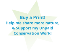 Buy a Print!  Help me share more nature, & Support my Unpaid Conservation Work!