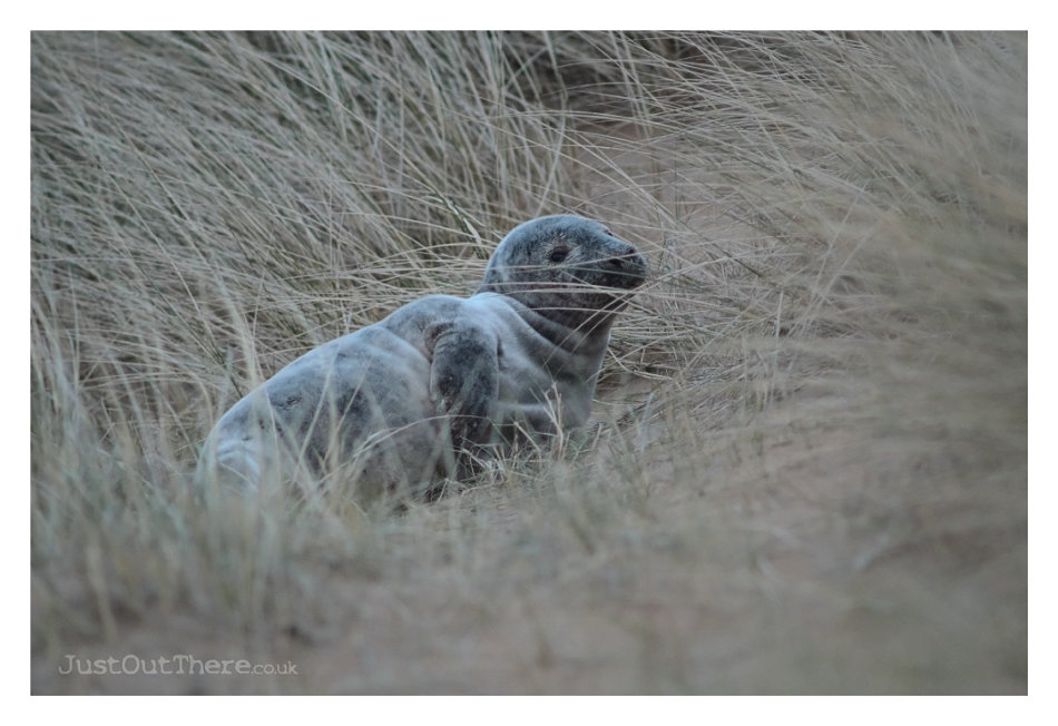 April 2022, Rattray Head Beach