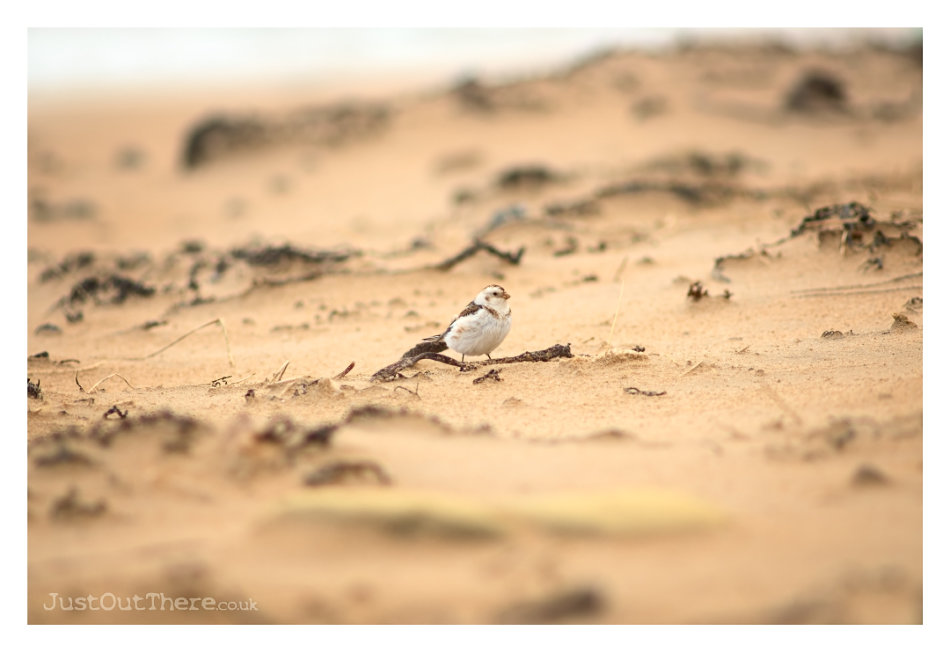 April 2022, Rattray Head Beach