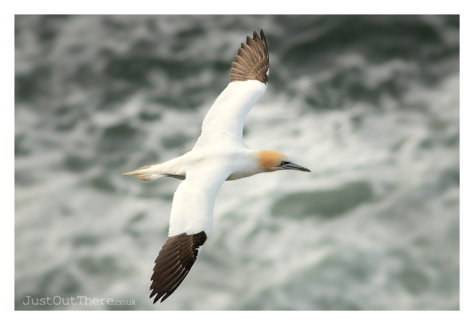 April 2022, RSPB Troupe Head Cliffs