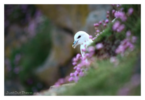 May 2022, Bullers of Buchan Sea Cliffs