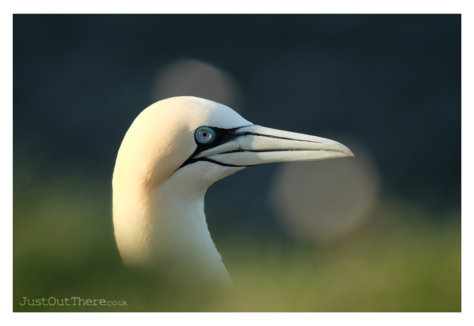 May 2022, RSPB Troupe Head