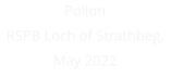 Pollon RSPB Loch of Strathbeg, May 2022