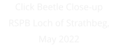 Click Beetle Close-up RSPB Loch of Strathbeg, May 2022