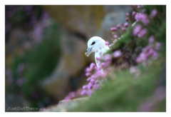 May 2022, Bullers of Buchan