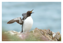May 2022, RSPB Fowlsheugh Cliffs