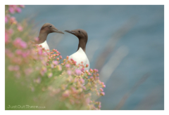 May 2022, Guillemots at RSPB Fowlsheugh