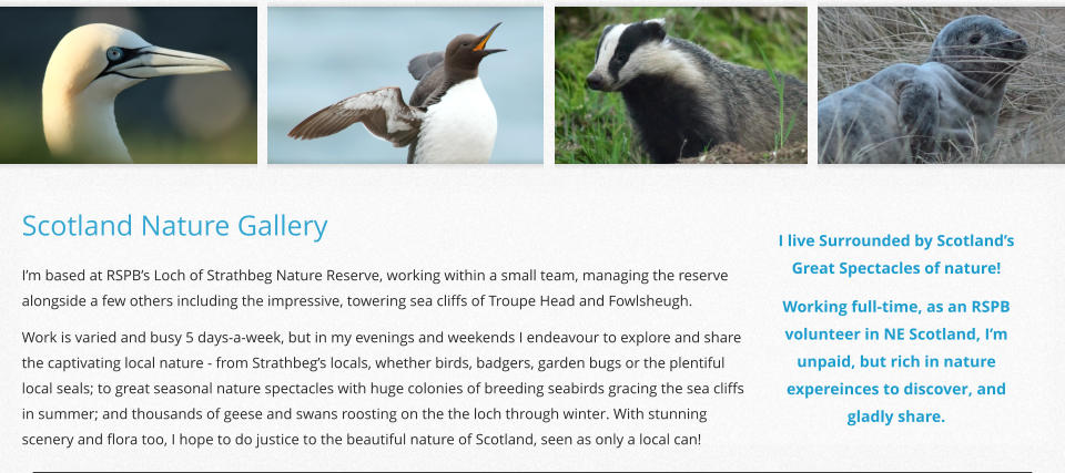 Scotland Nature Gallery I live Surrounded by Scotland’s Great Spectacles of nature! Working full-time, as an RSPB  volunteer in NE Scotland, I’m unpaid, but rich in nature expereinces to discover, and gladly share. I’m based at RSPB’s Loch of Strathbeg Nature Reserve, working within a small team, managing the reserve alongside a few others including the impressive, towering sea cliffs of Troupe Head and Fowlsheugh. Work is varied and busy 5 days-a-week, but in my evenings and weekends I endeavour to explore and share the captivating local nature - from Strathbeg’s locals, whether birds, badgers, garden bugs or the plentiful local seals; to great seasonal nature spectacles with huge colonies of breeding seabirds gracing the sea cliffs in summer; and thousands of geese and swans roosting on the the loch through winter. With stunning scenery and flora too, I hope to do justice to the beautiful nature of Scotland, seen as only a local can!