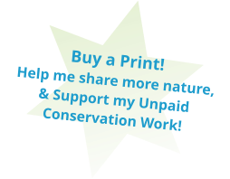 Buy a Print!  Help me share more nature, & Support my Unpaid Conservation Work!