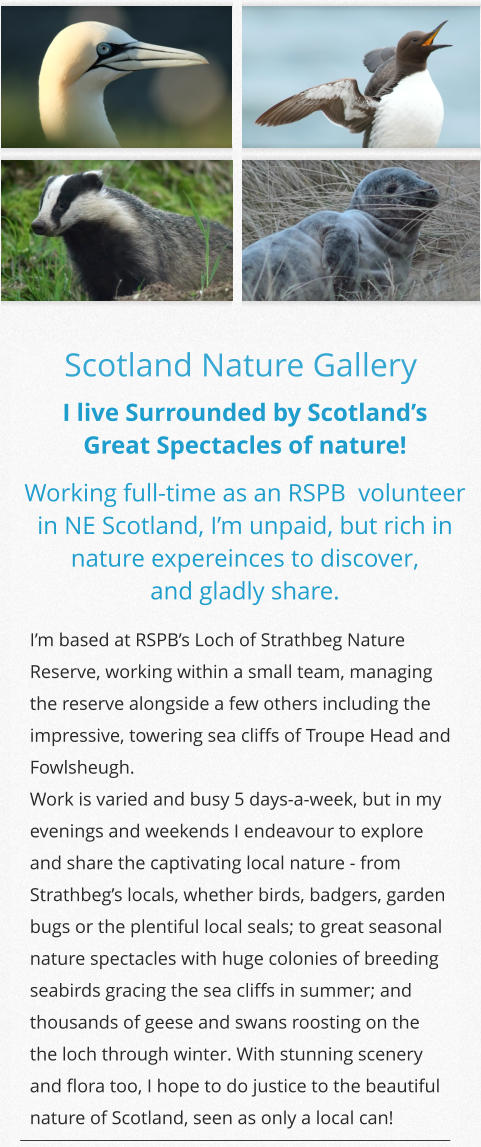 Scotland Nature Gallery I live Surrounded by Scotland’s  Great Spectacles of nature! Working full-time as an RSPB  volunteer in NE Scotland, I’m unpaid, but rich in nature expereinces to discover,  and gladly share. I’m based at RSPB’s Loch of Strathbeg Nature Reserve, working within a small team, managing the reserve alongside a few others including the impressive, towering sea cliffs of Troupe Head and Fowlsheugh. Work is varied and busy 5 days-a-week, but in my evenings and weekends I endeavour to explore and share the captivating local nature - from Strathbeg’s locals, whether birds, badgers, garden bugs or the plentiful local seals; to great seasonal nature spectacles with huge colonies of breeding seabirds gracing the sea cliffs in summer; and thousands of geese and swans roosting on the the loch through winter. With stunning scenery and flora too, I hope to do justice to the beautiful nature of Scotland, seen as only a local can!