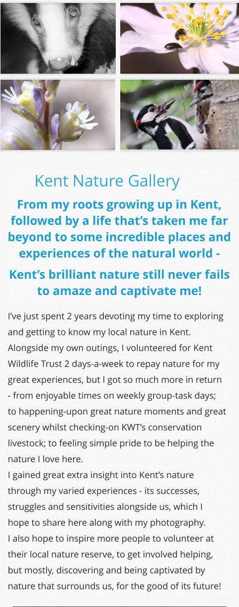 Kent Nature Gallery From my roots growing up in Kent, followed by a life that’s taken me far beyond to some incredible places and experiences of the natural world - Kent’s brilliant nature still never fails to amaze and captivate me! I’ve just spent 2 years devoting my time to exploring and getting to know my local nature in Kent. Alongside my own outings, I volunteered for Kent Wildlife Trust 2 days-a-week to repay nature for my great experiences, but I got so much more in return - from enjoyable times on weekly group-task days; to happening-upon great nature moments and great scenery whilst checking-on KWT’s conservation livestock; to feeling simple pride to be helping the nature I love here. I gained great extra insight into Kent’s nature through my varied experiences - its successes, struggles and sensitivities alongside us, which I hope to share here along with my photography. I also hope to inspire more people to volunteer at their local nature reserve, to get involved helping, but mostly, discovering and being captivated by nature that surrounds us, for the good of its future!