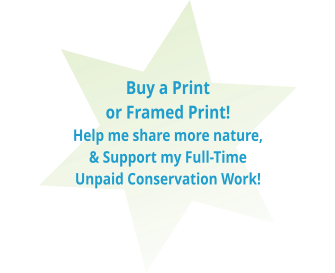 Buy a Print or Framed Print!  Help me share more nature, & Support my Full-Time Unpaid Conservation Work!