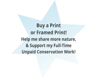 Buy a Print or Framed Print!  Help me share more nature, & Support my Full-Time Unpaid Conservation Work!