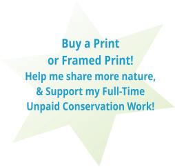 Buy a Print or Framed Print!  Help me share more nature, & Support my Full-Time Unpaid Conservation Work!