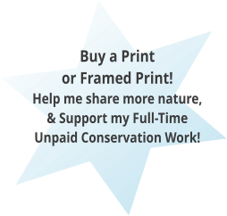 Buy a Print or Framed Print!  Help me share more nature, & Support my Full-Time Unpaid Conservation Work!