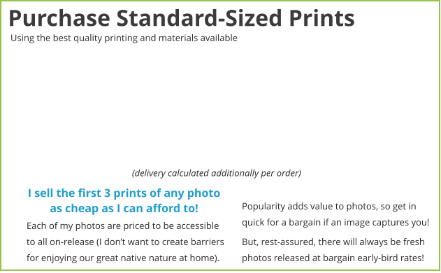 (delivery calculated additionally per order) Purchase Standard-Sized Prints Each of my photos are priced to be accessible to all on-release (I don’t want to create barriers for enjoying our great native nature at home). Popularity adds value to photos, so get in quick for a bargain if an image captures you!  But, rest-assured, there will always be fresh photos released at bargain early-bird rates!    I sell the first 3 prints of any photo as cheap as I can afford to! Using the best quality printing and materials available